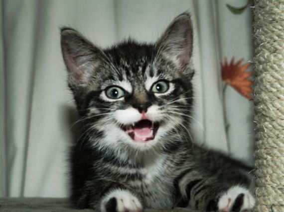 cats_who_are_so_excited_to_see_you