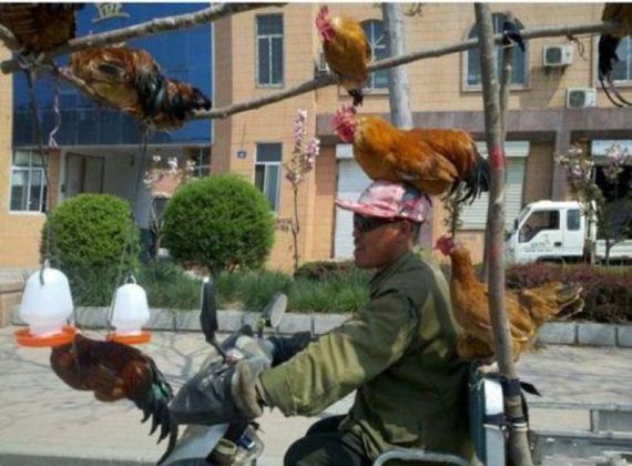 chicken-transportation