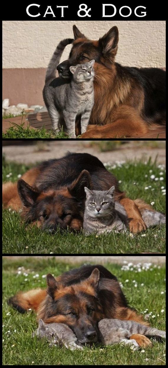 cute-interspecies-friendships