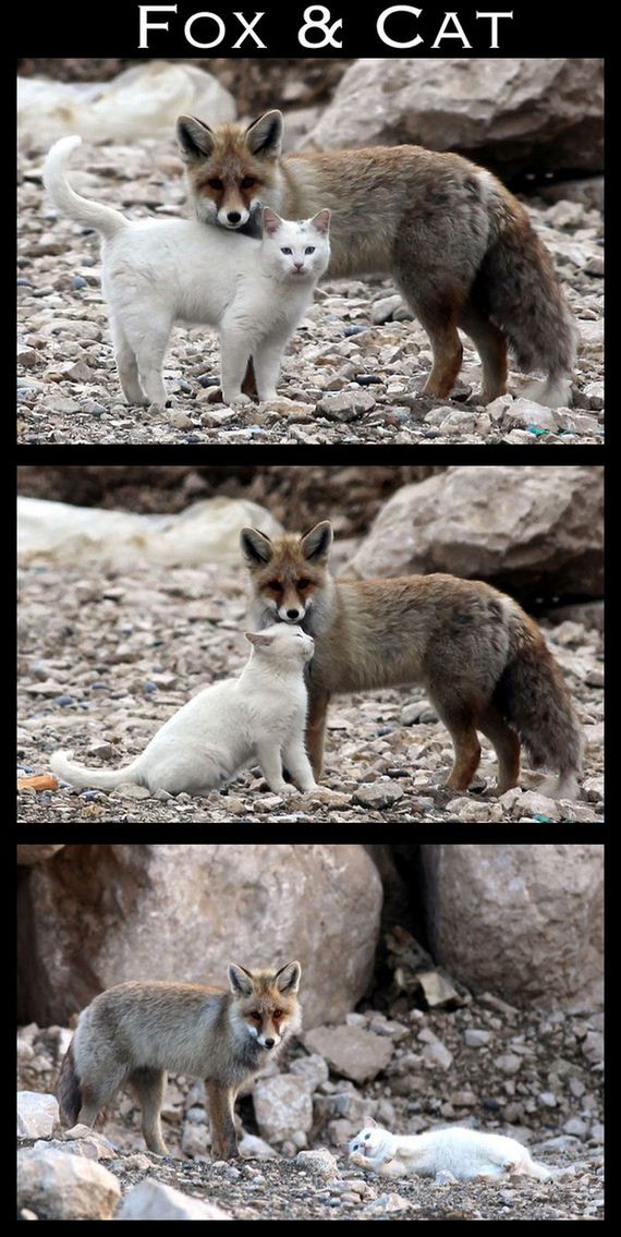 cute-interspecies-friendships