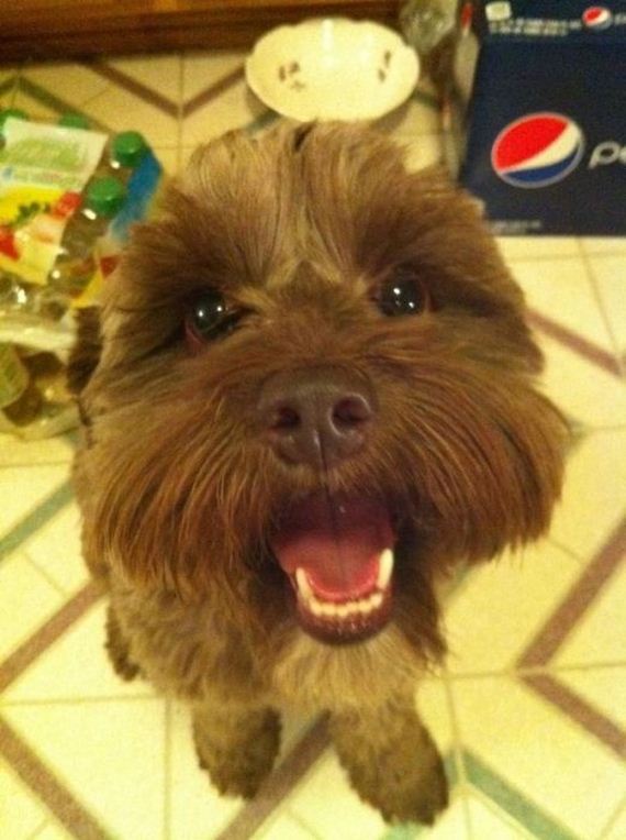 cute-puppies