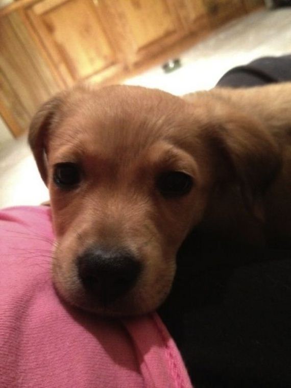 cute-puppies