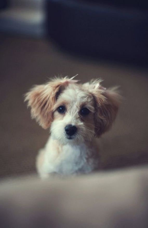 cute-puppies