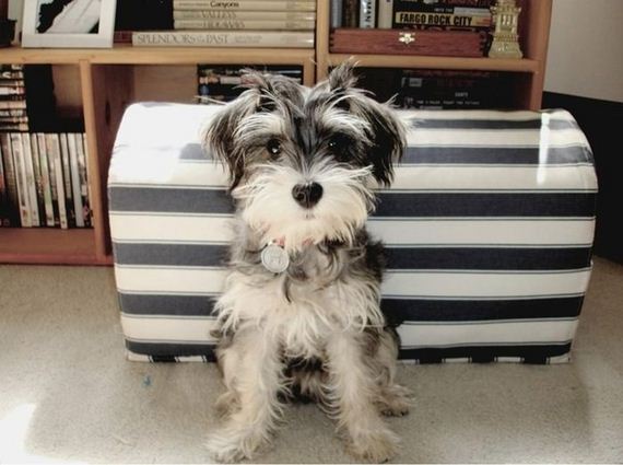 cute-puppies