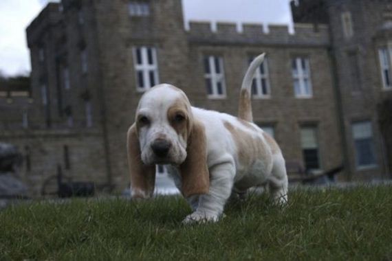 cute-puppies
