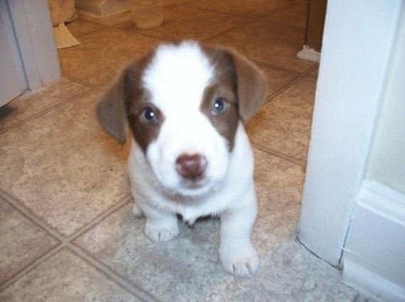 cute-puppies