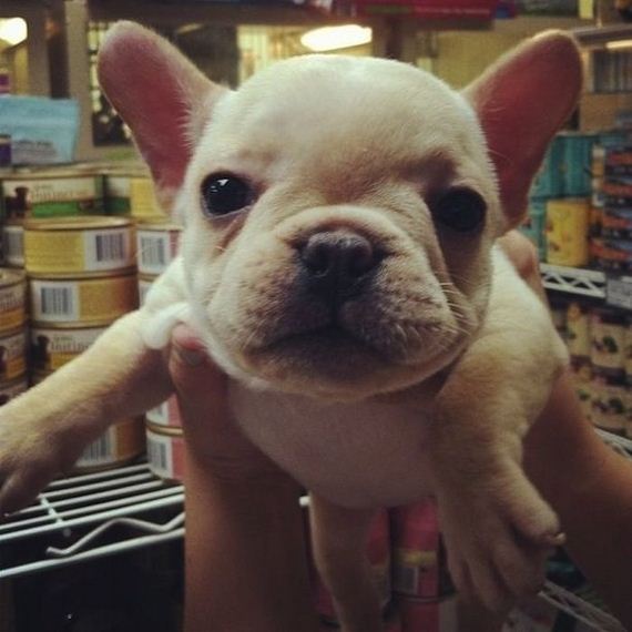 cute-puppies