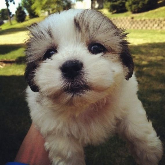 cute-puppies