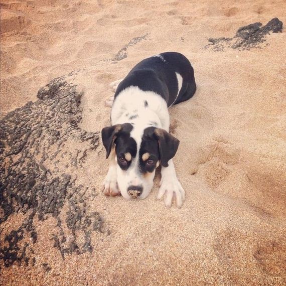 cute-puppies