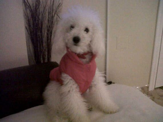 cute-puppies