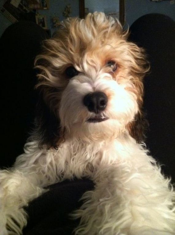 cute-puppies