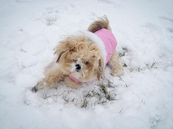 cute-puppies