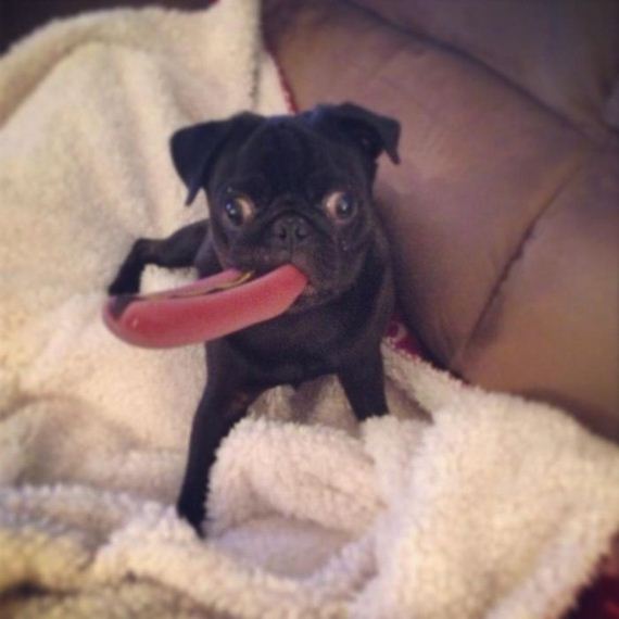 cute-puppies