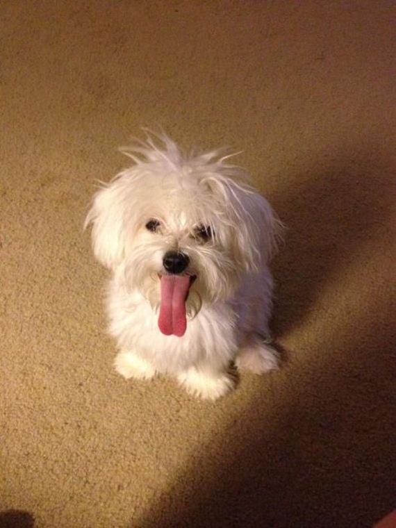 cute-puppies