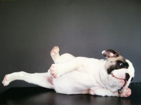 cute-puppies