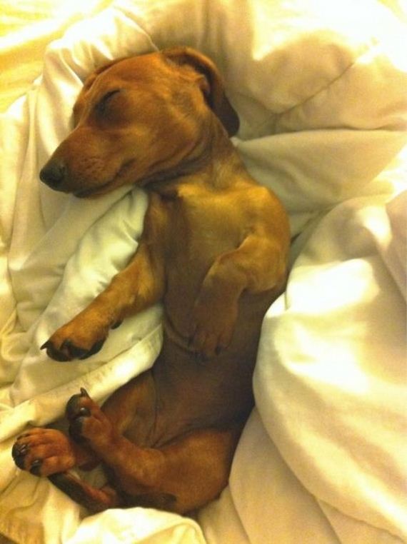 cute-puppies
