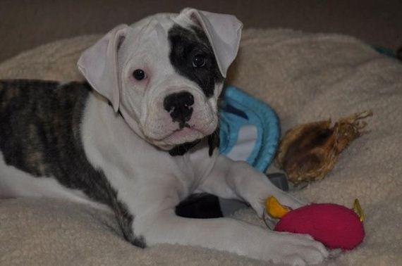 cute-puppies