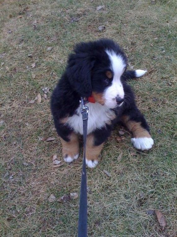 cute-puppies