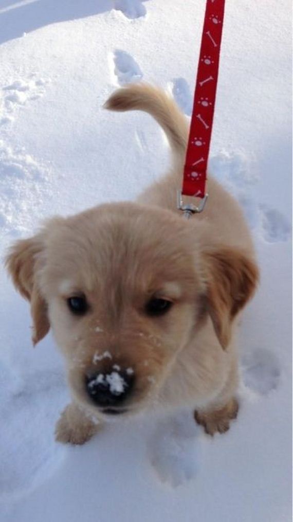 cute-puppies