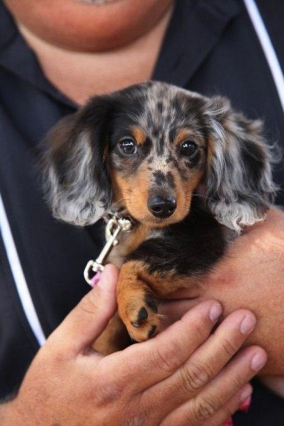 cute-puppies