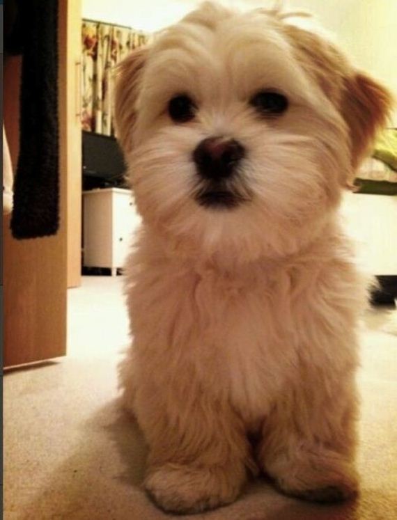 cute-puppies