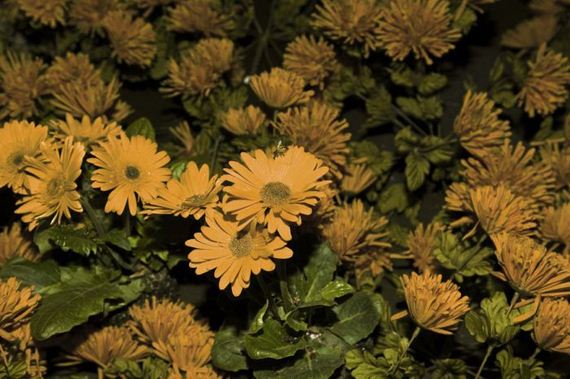 dewars_honey_bees