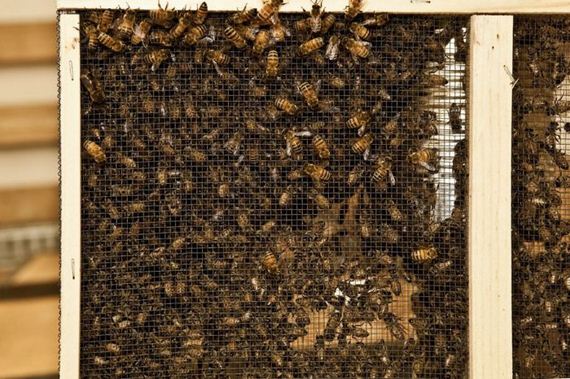 dewars_honey_bees