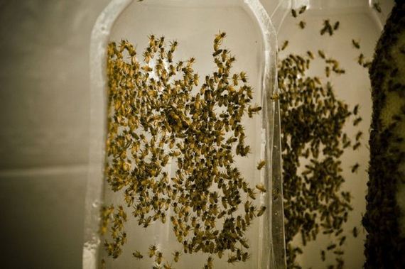 dewars_honey_bees