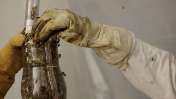 dewars_honey_bees