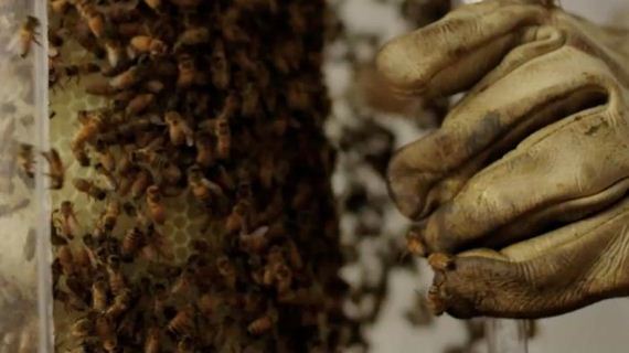 dewars_honey_bees