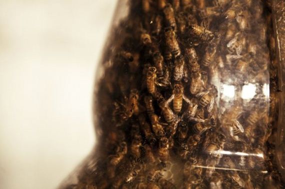 dewars_honey_bees