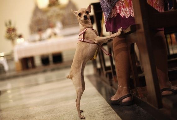 dogs-church