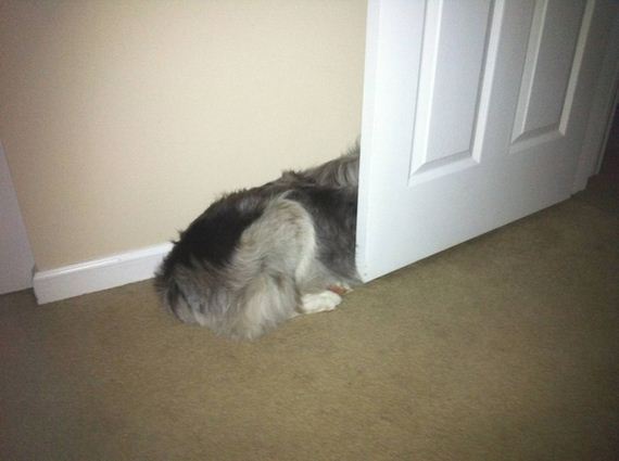 dogs-who-suck-Hide-And-Seek