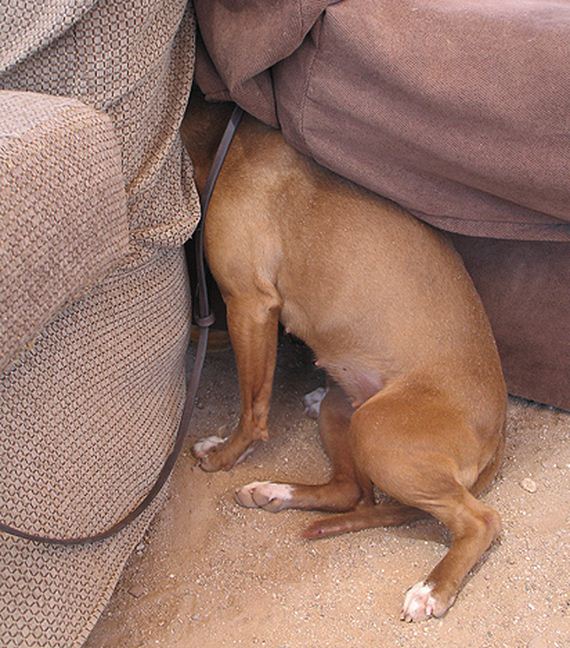 dogs-who-suck-Hide-And-Seek