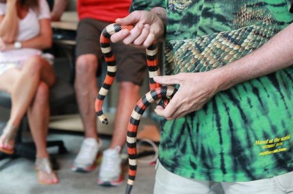educational_fun_with_reptiles_at_childrens_parties