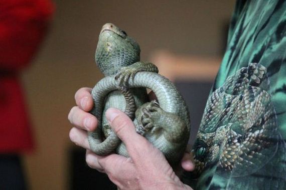 educational_fun_with_reptiles_at_childrens_parties