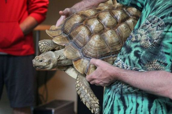 educational_fun_with_reptiles_at_childrens_parties