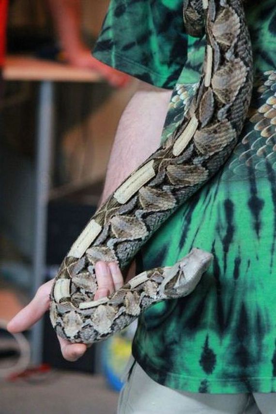 educational_fun_with_reptiles_at_childrens_parties