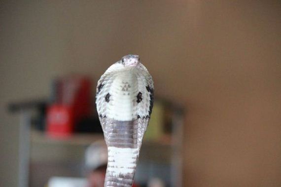 educational_fun_with_reptiles_at_childrens_parties