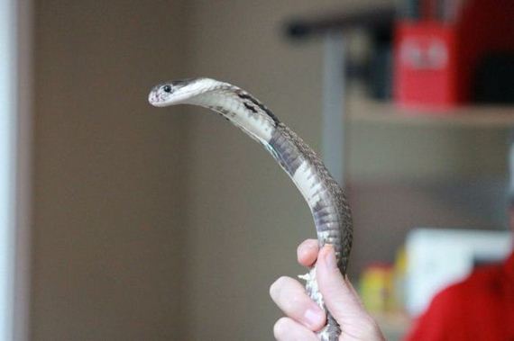 educational_fun_with_reptiles_at_childrens_parties