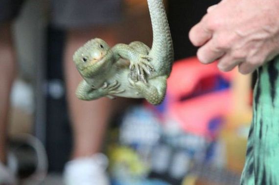 educational_fun_with_reptiles_at_childrens_parties