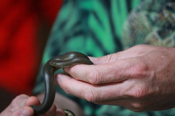 educational_fun_with_reptiles_at_childrens_parties