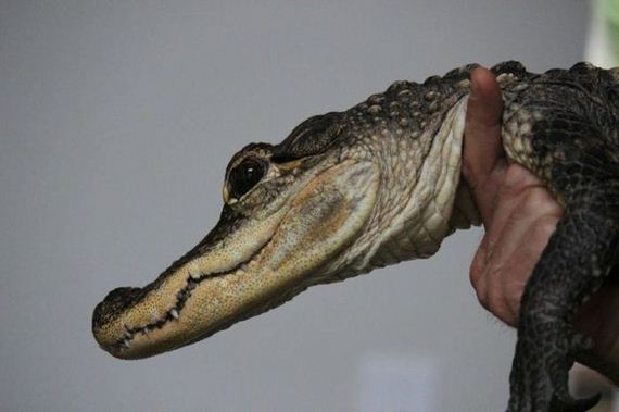 educational_fun_with_reptiles_at_childrens_parties