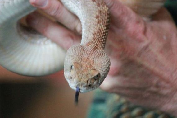 educational_fun_with_reptiles_at_childrens_parties