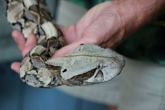 educational_fun_with_reptiles_at_childrens_parties