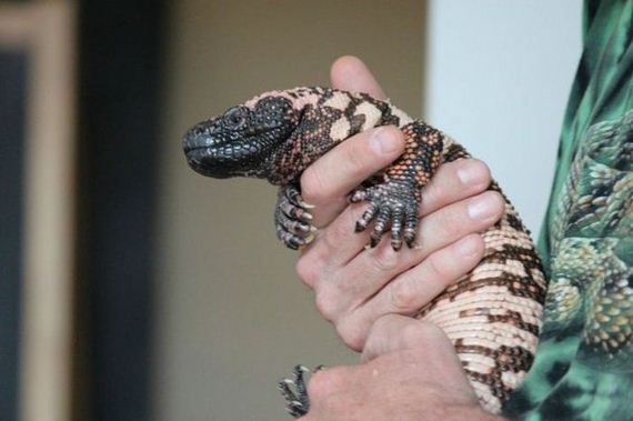 educational_fun_with_reptiles_at_childrens_parties