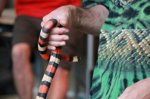 educational_fun_with_reptiles_at_childrens_parties