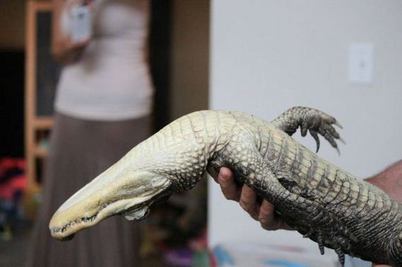 educational_fun_with_reptiles_at_childrens_parties