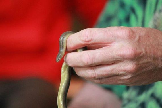 educational_fun_with_reptiles_at_childrens_parties