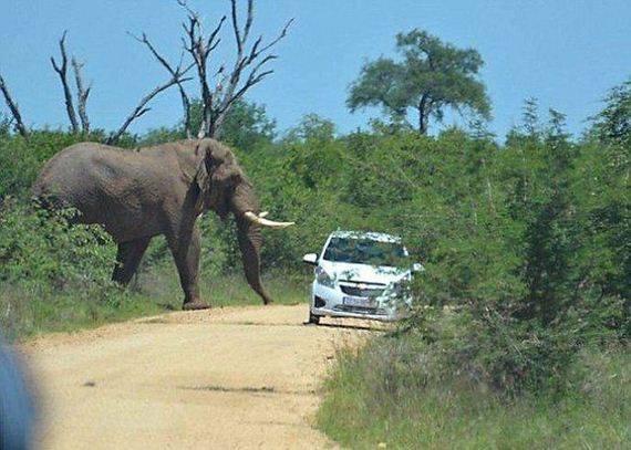 elephant-who-hates-cars